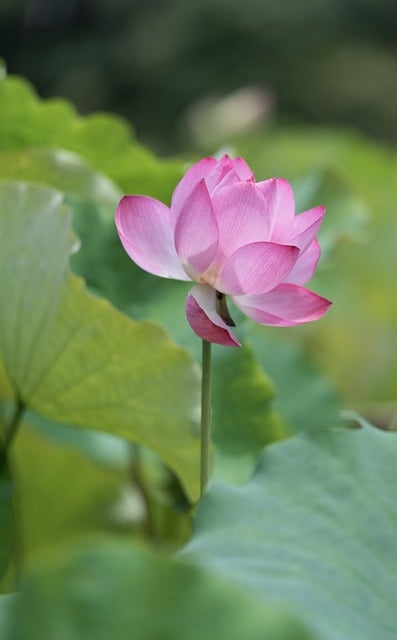 환경 정책 국제 비교: 성공과 실패 사례 분석