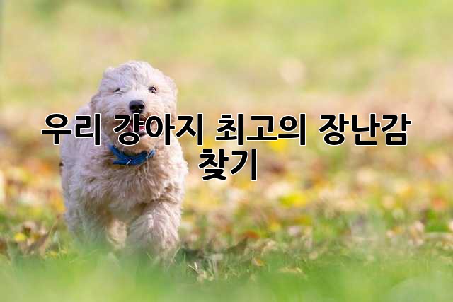 우리 강아지, 최고의 장난감 찾기🐶